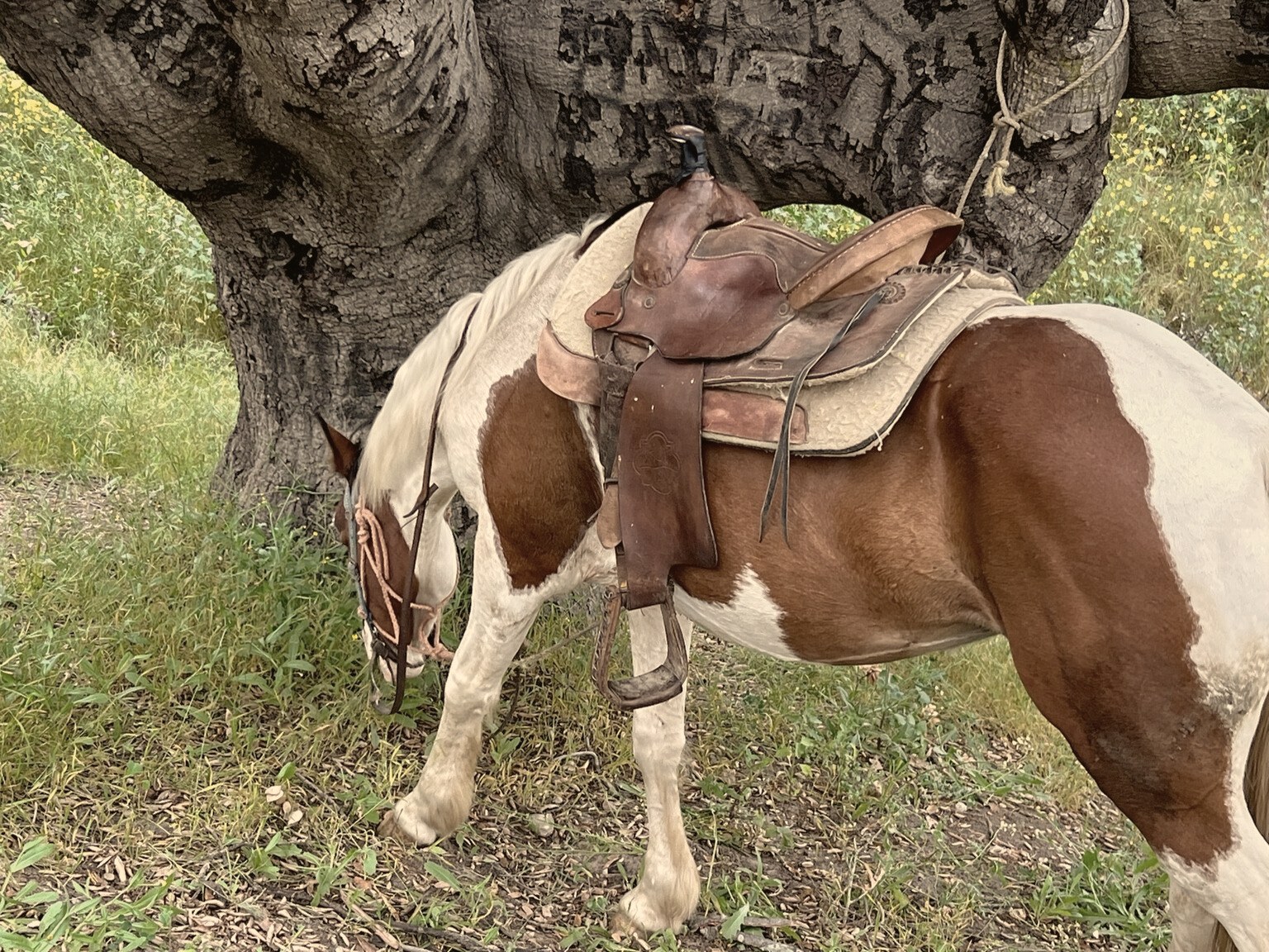 A saddled horse under a tree