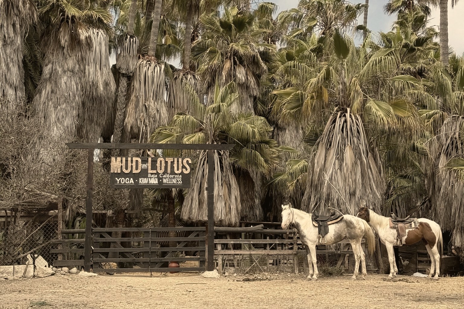 Two saddled horses stand beside the Mud & Lotus Baja entrance under tall palm trees.
