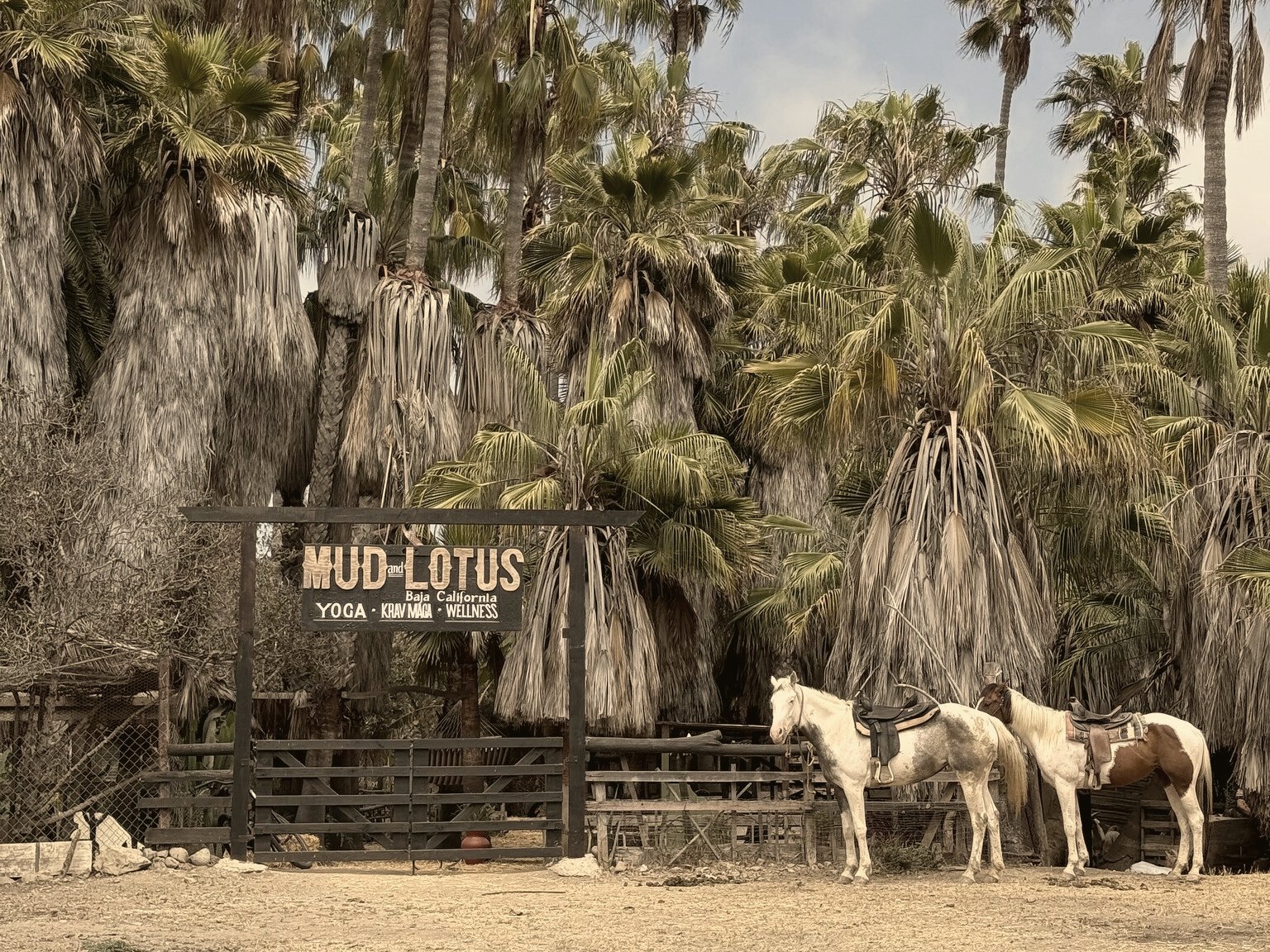 Two saddled horses stand beside the Mud & Lotus Baja entrance under tall palm trees.